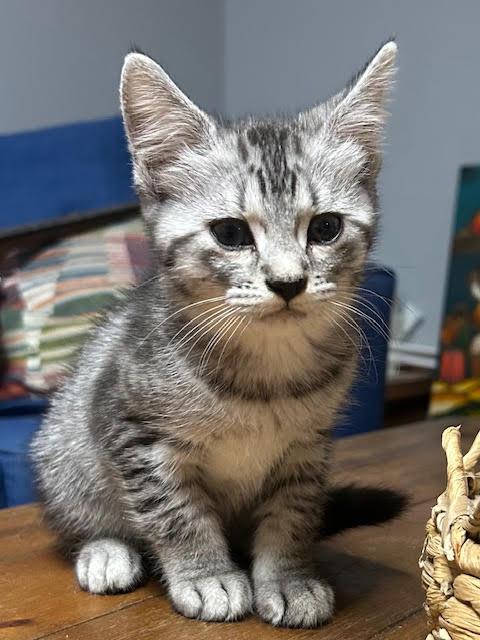 Enlarge Benagi, a Adoptable mixed breed in san antonio, TX image 2/3