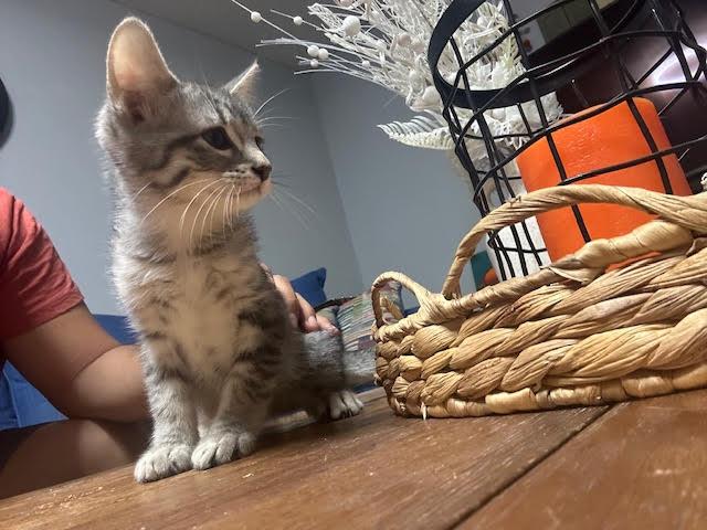 Enlarge Benagi, a Adoptable mixed breed in san antonio, TX image 3/3