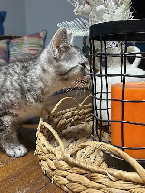 Enlarge Benagi, a Adoptable mixed breed in san antonio, TX image 1/3