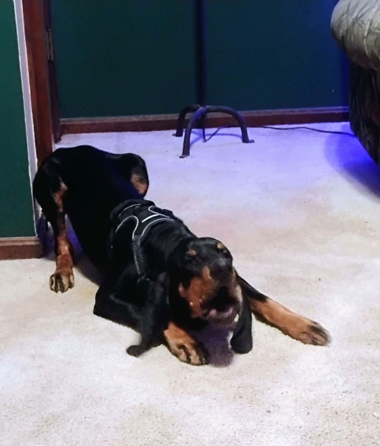 Rufus, Adoptable, Young Male Black and Tan Coonhound.