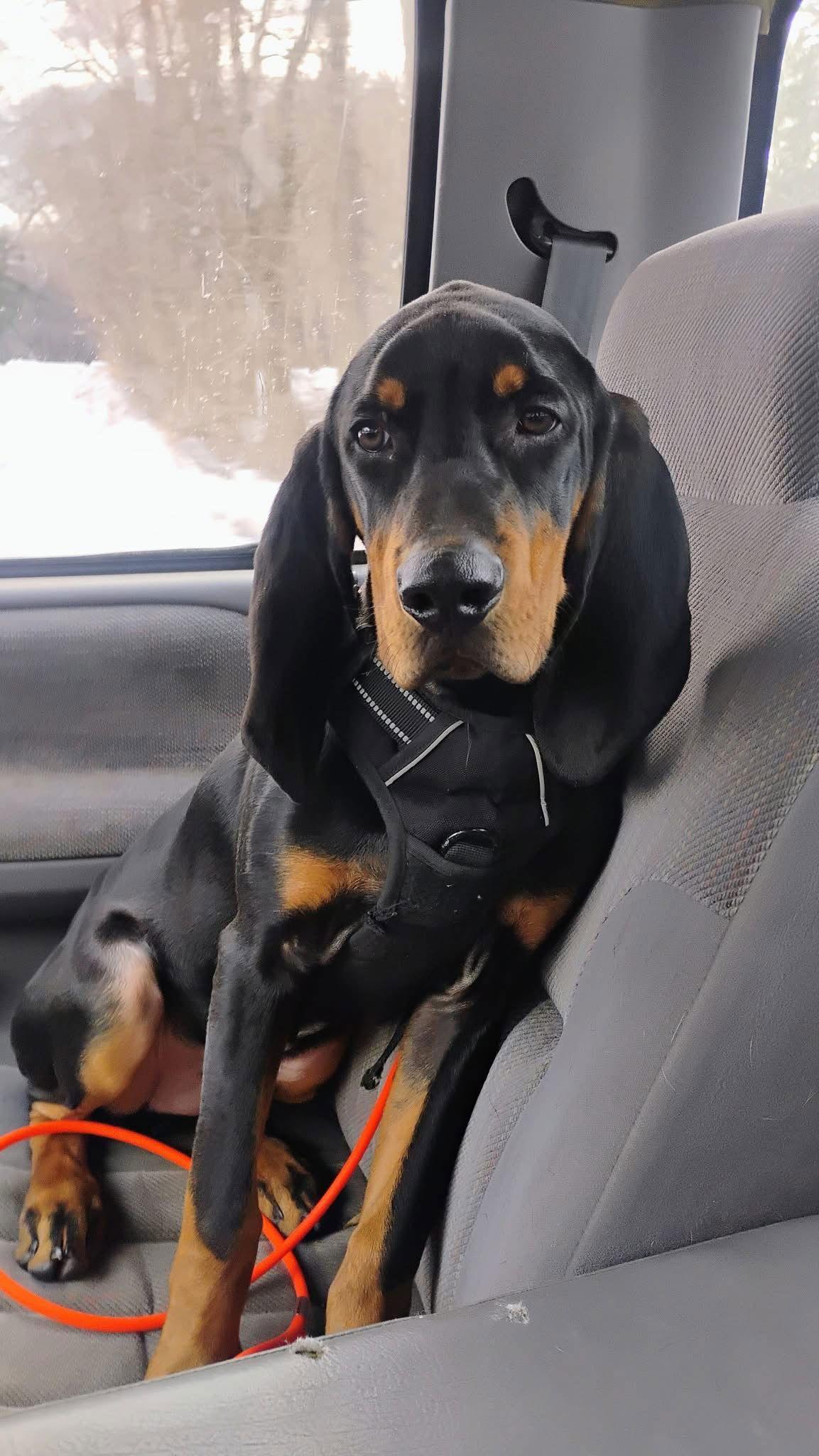 Enlarge Rufus, a Adoptable Black and Tan Coonhound in Clinton, MI image 2/3
