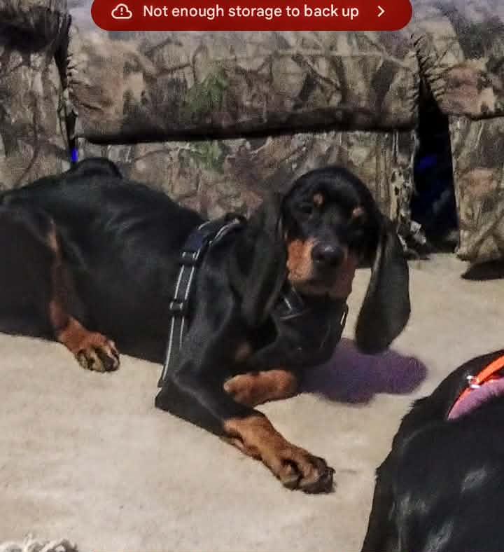 Enlarge Rufus, a Adoptable Black and Tan Coonhound in Clinton, MI image 3/3