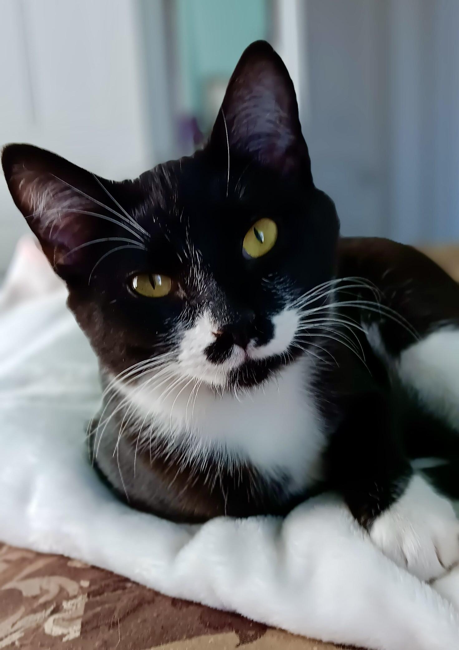 Simone, adoptable, Kitten Female Tuxedo & Domestic Short Hair.