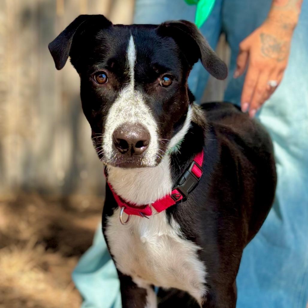Woody, a Adoptable Mixed Breed in Midland, TX image 1/4