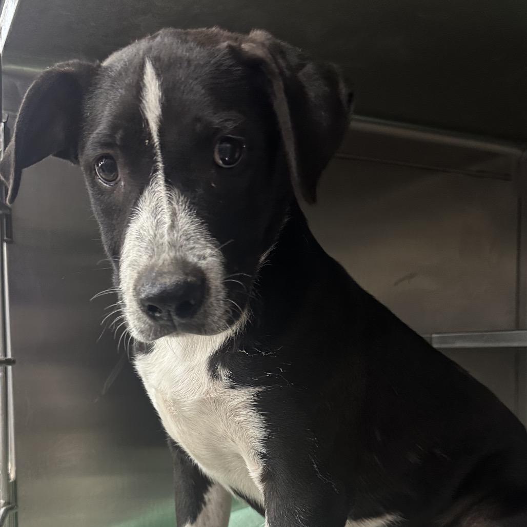 Woody, a Adoptable Mixed Breed in Midland, TX image 2/4