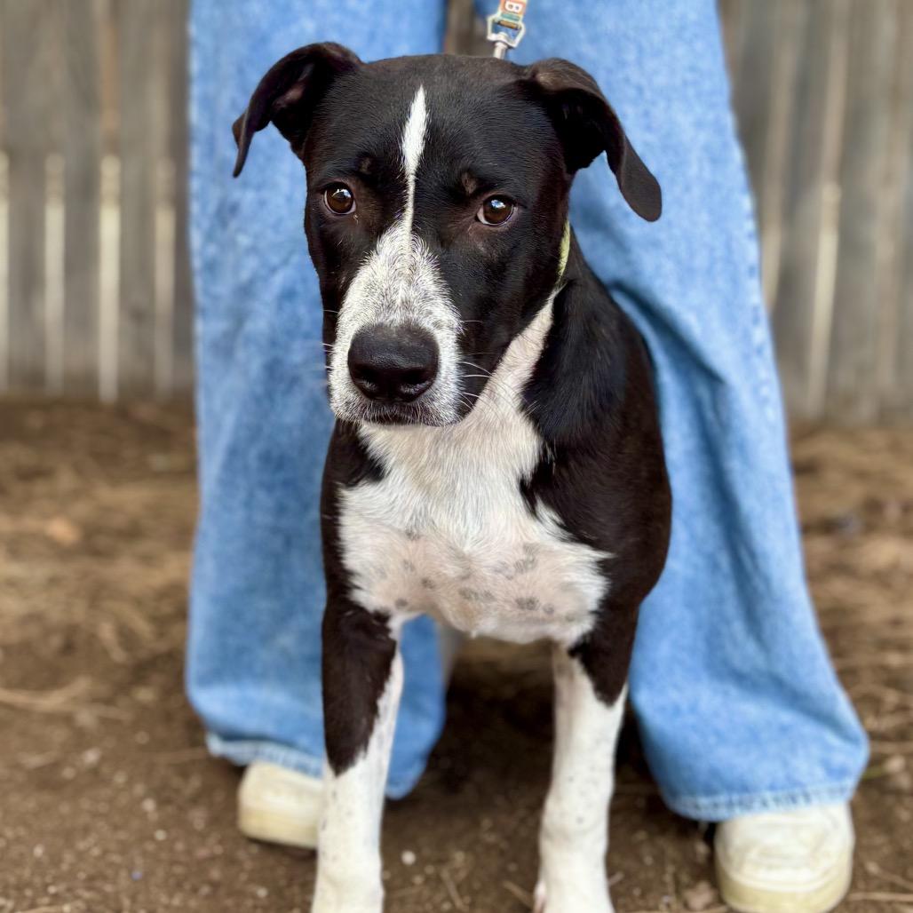 Woody, a Adoptable Mixed Breed in Midland, TX image 3/4