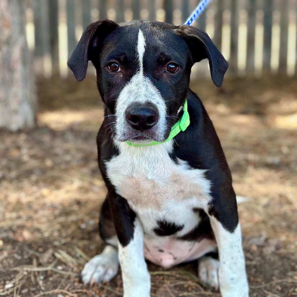 Woody, a Adoptable Mixed Breed in Midland, TX image 4/4