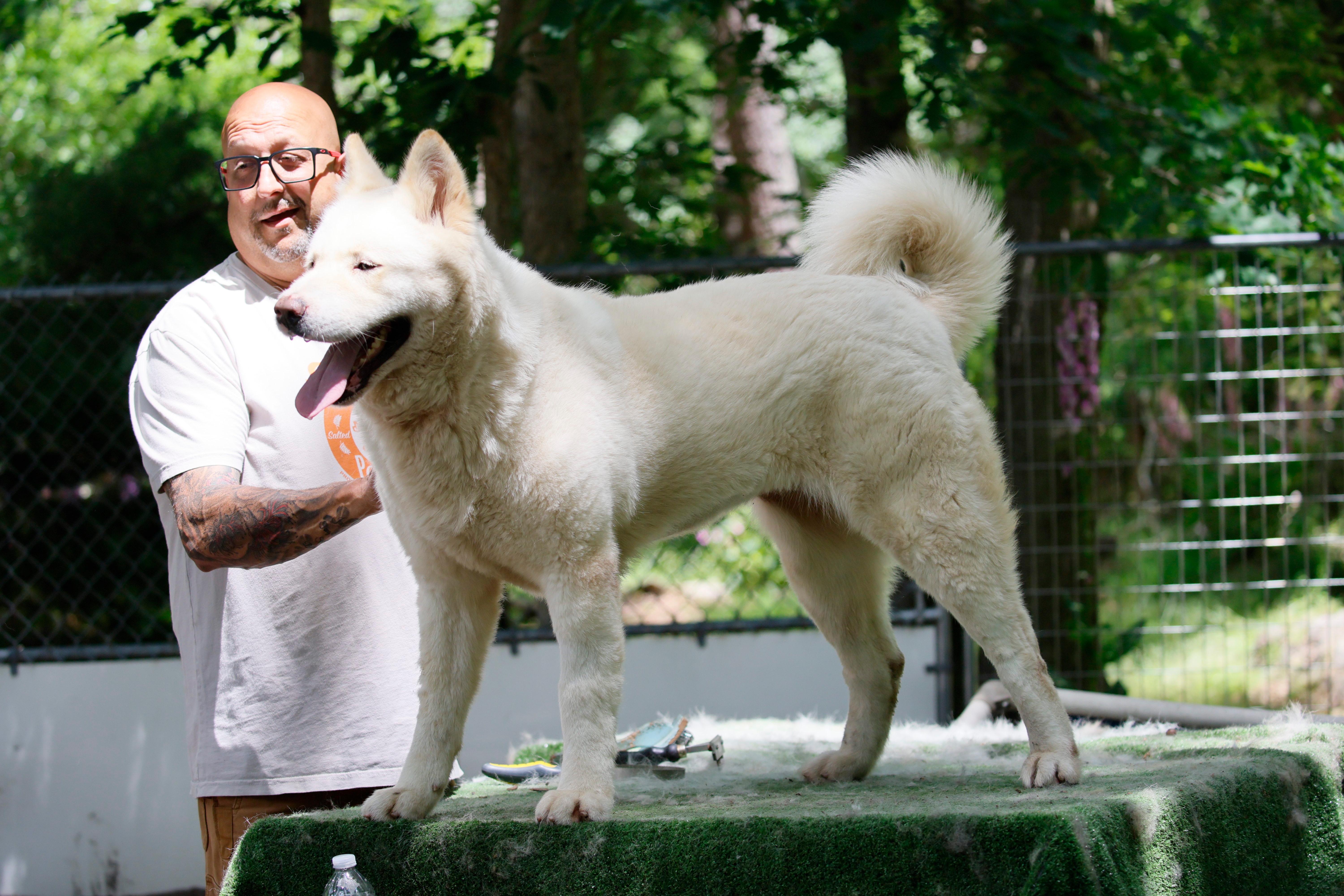 Enlarge Ghost Bunny , a ADOPTABLE Akita in Toms River, NJ image 4/5