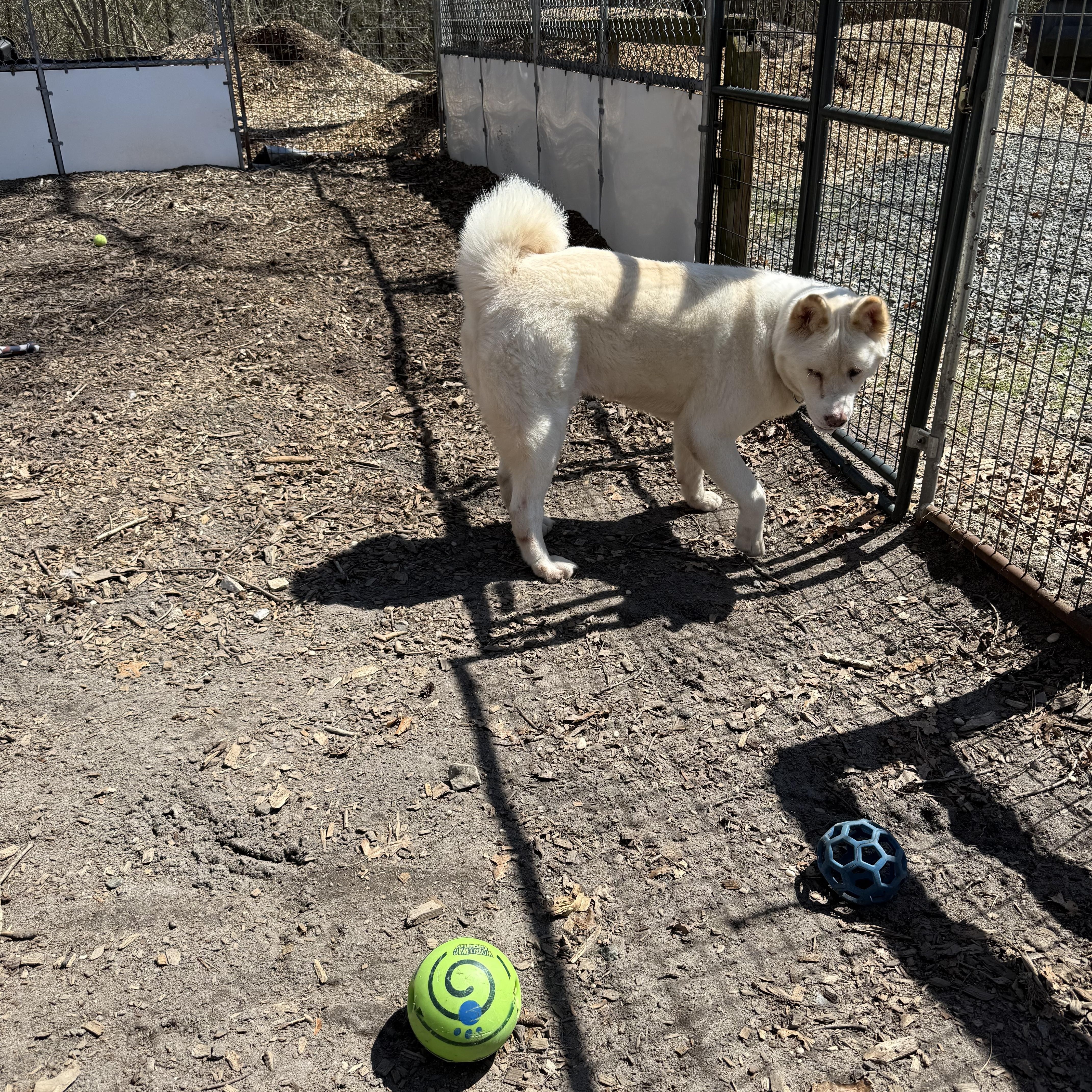 Enlarge Ghost Bunny , a ADOPTABLE Akita in Toms River, NJ image 4/5