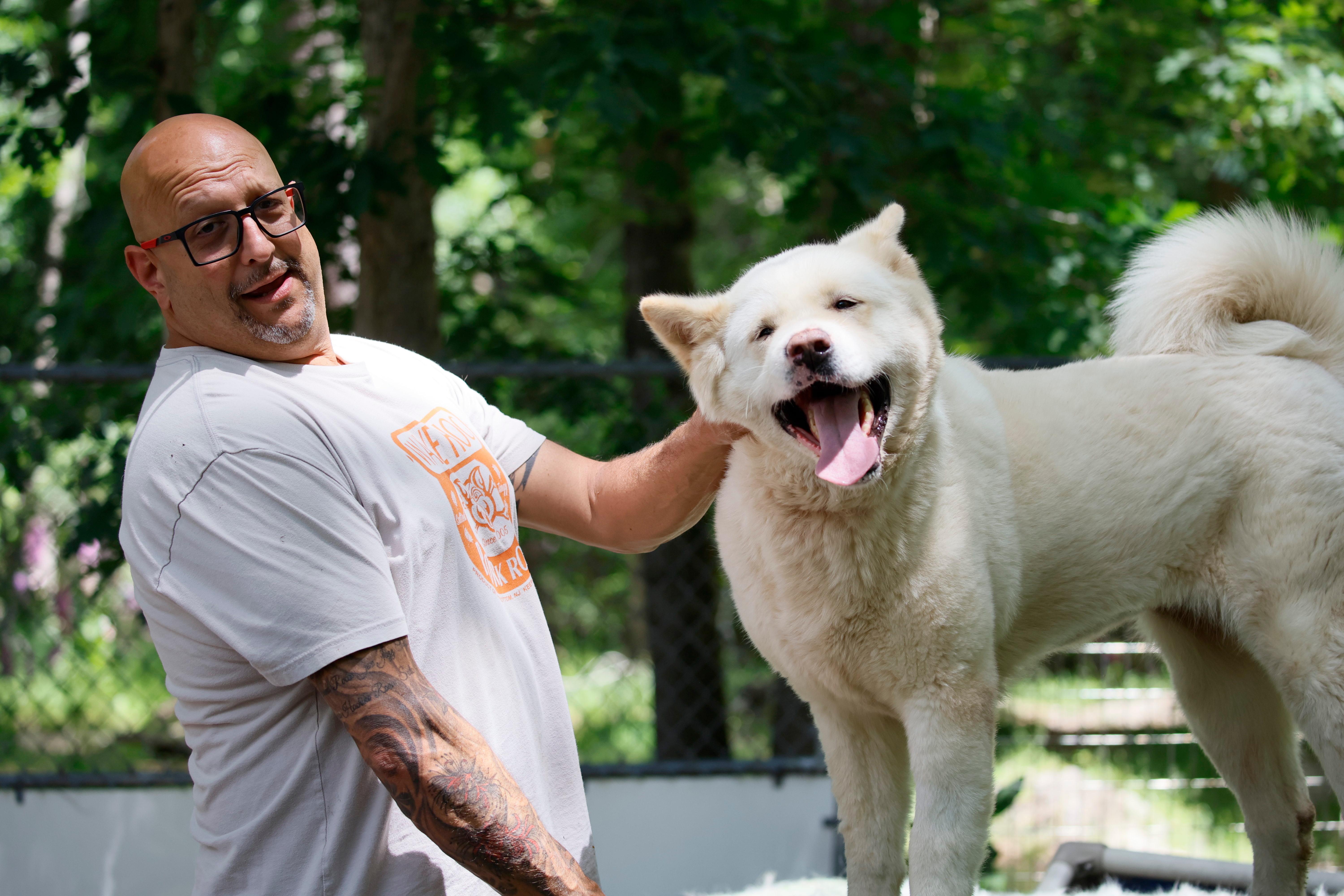 Enlarge Ghost Bunny , a ADOPTABLE Akita in Toms River, NJ image 1/5