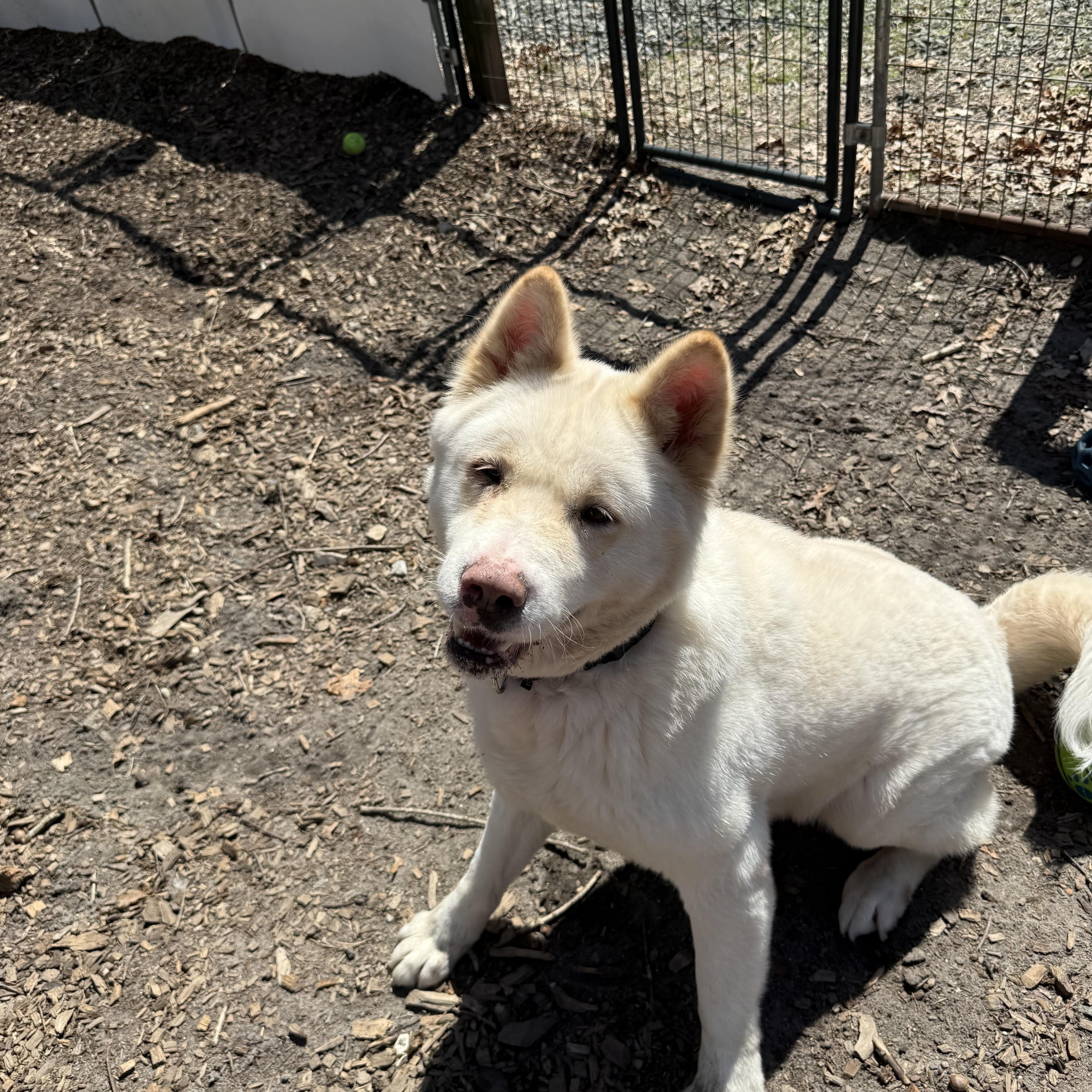 Enlarge Ghost Bunny , a ADOPTABLE Akita in Toms River, NJ image 2/5