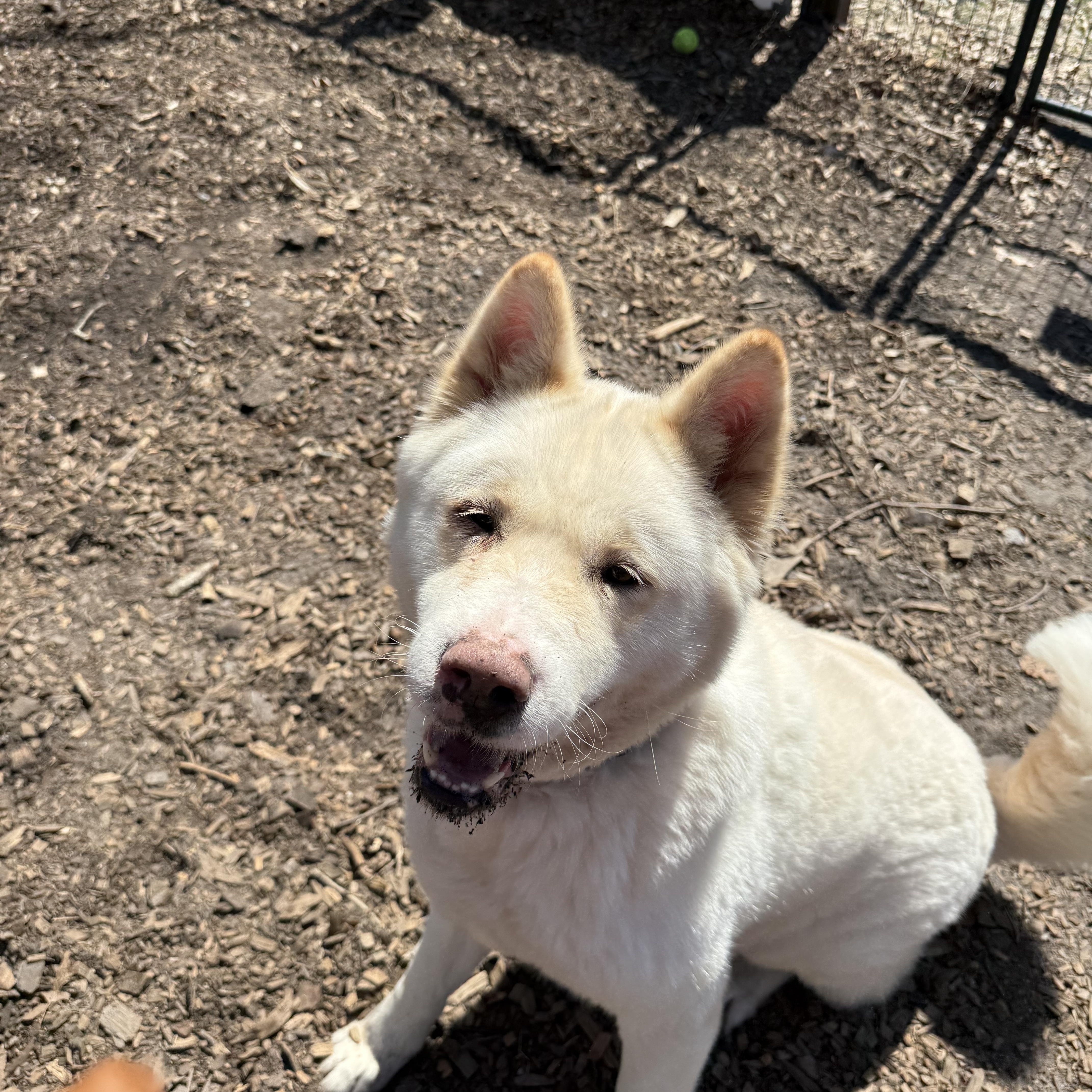 Ghost Bunny , ADOPTABLE, Adult Female Akita.