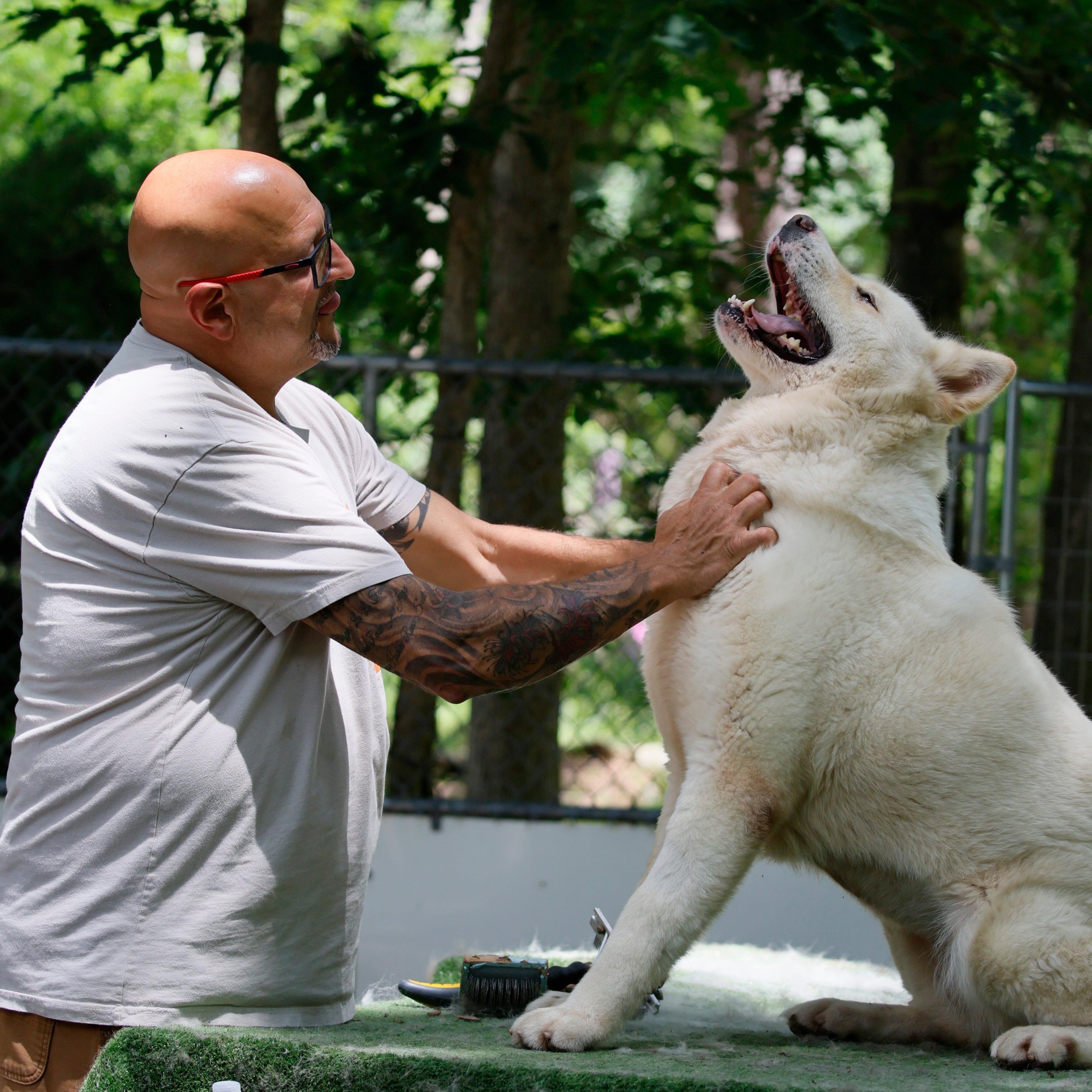 Enlarge Ghost Bunny , a ADOPTABLE Akita in Toms River, NJ image 2/5