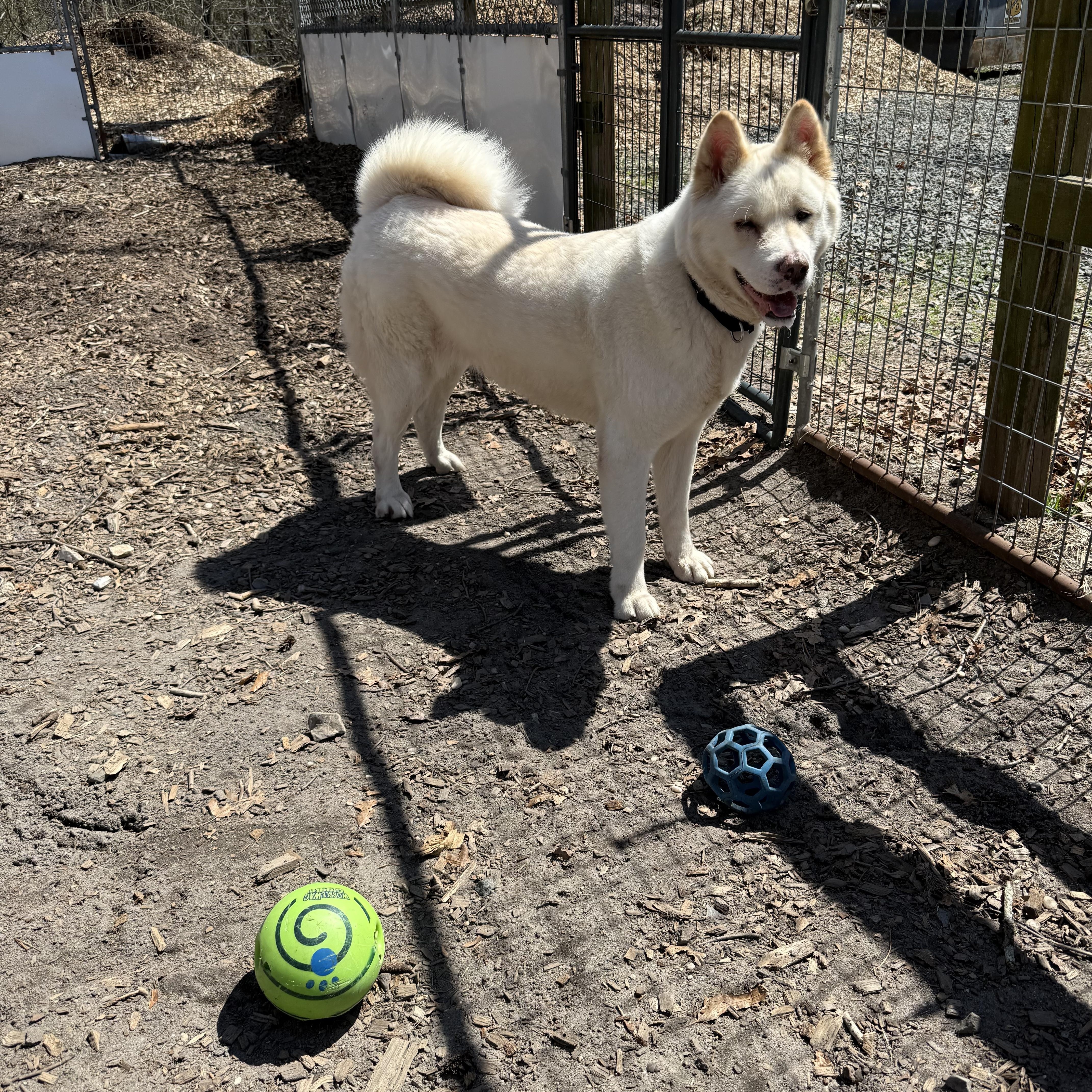 Enlarge Ghost Bunny , a ADOPTABLE Akita in Toms River, NJ image 3/5