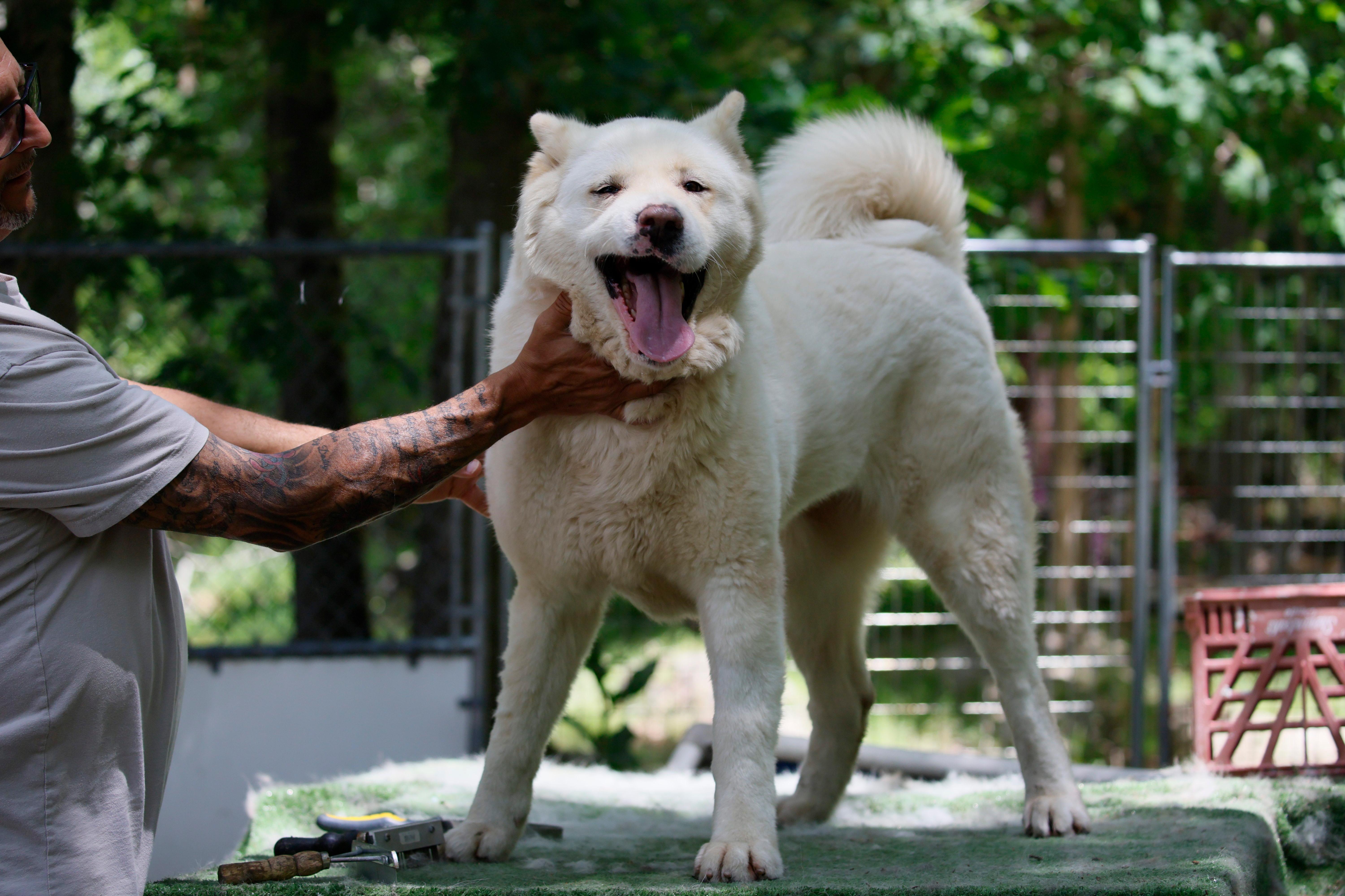 Enlarge Ghost Bunny , a ADOPTABLE Akita in Toms River, NJ image 5/5