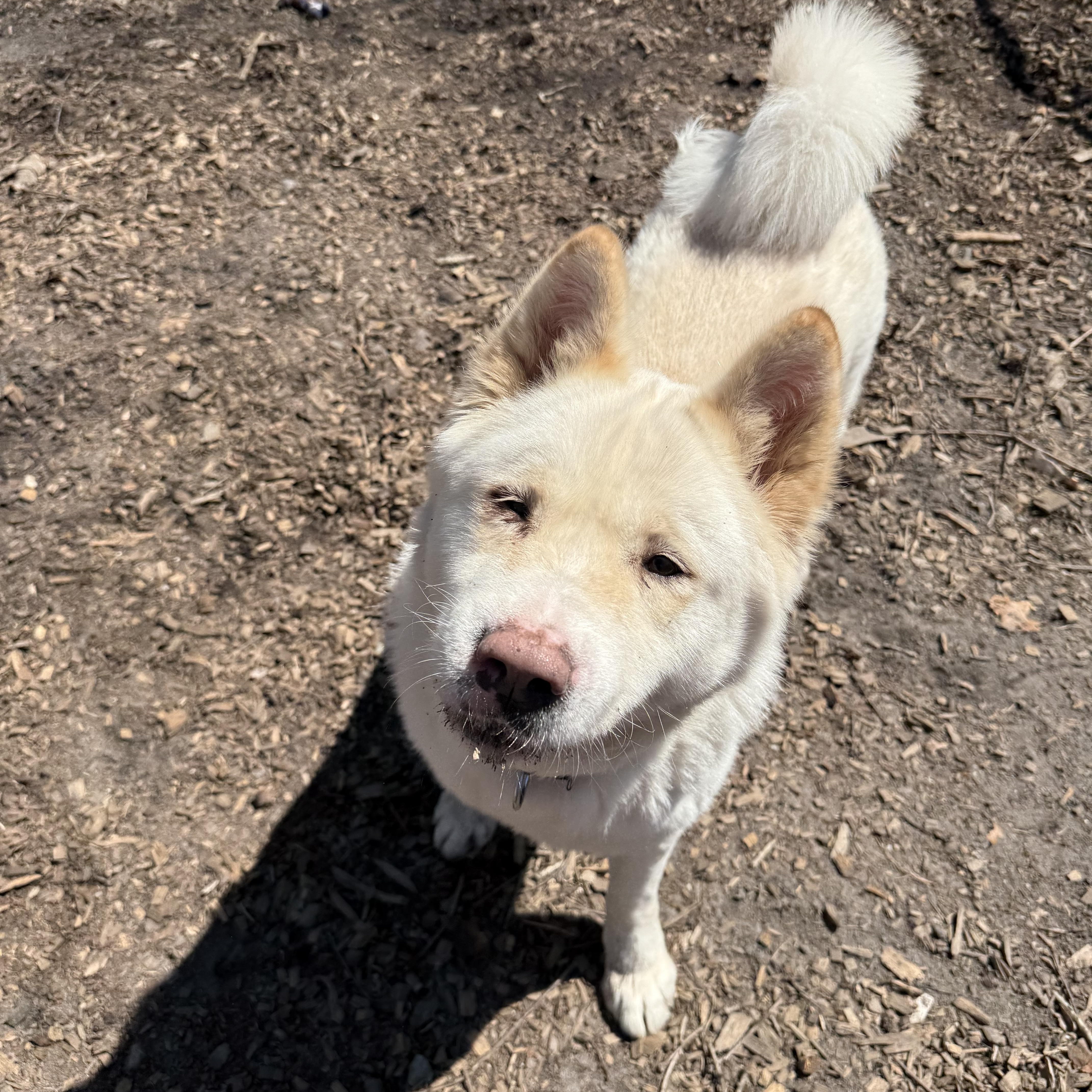 Enlarge Ghost Bunny , a ADOPTABLE Akita in Toms River, NJ image 5/5