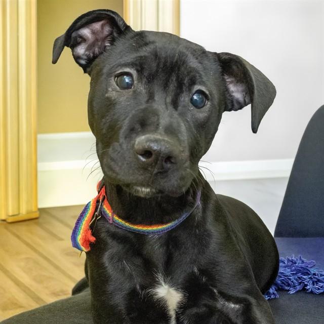 GRILLED CHEESE, Adoptable, Puppy Female Pit Bull Terrier & Labrador Retriever.