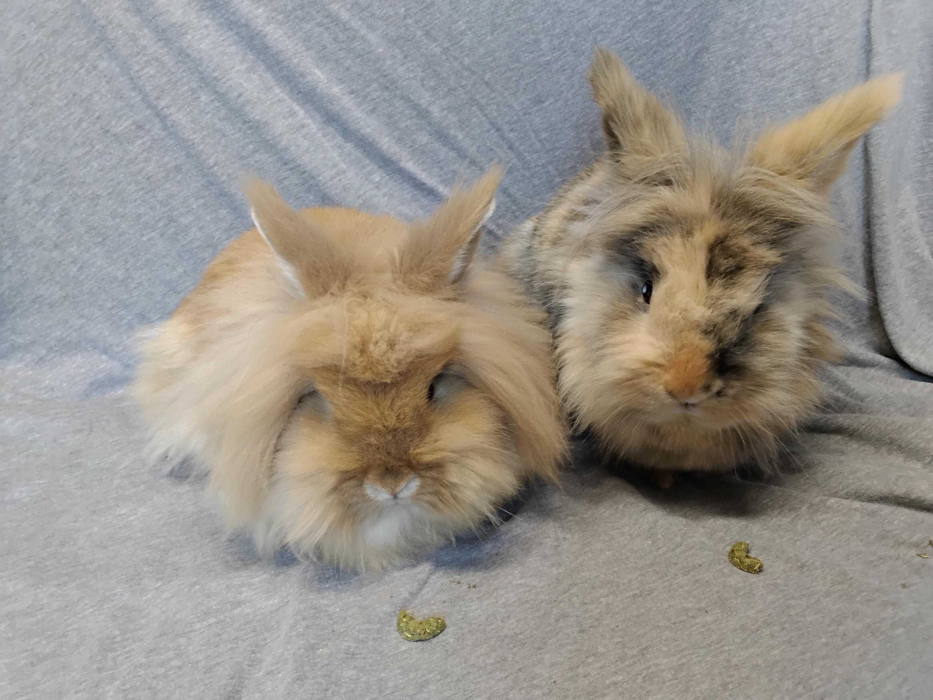 Enlarge Allie bonded to Addie, a Adopted Lionhead in Erie, PA image 4/4