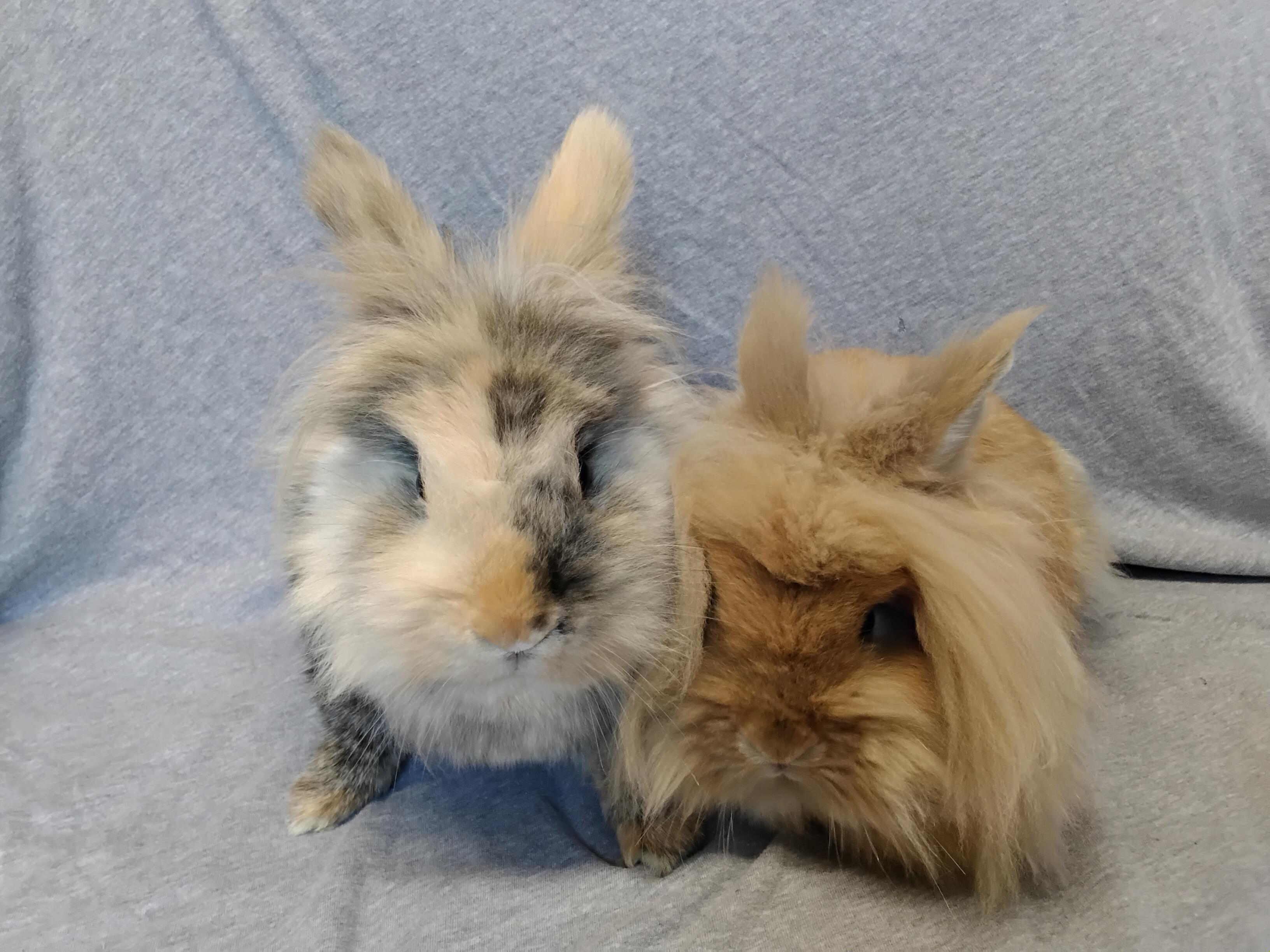 Enlarge Allie bonded to Addie, a Adopted Lionhead in Erie, PA image 2/4