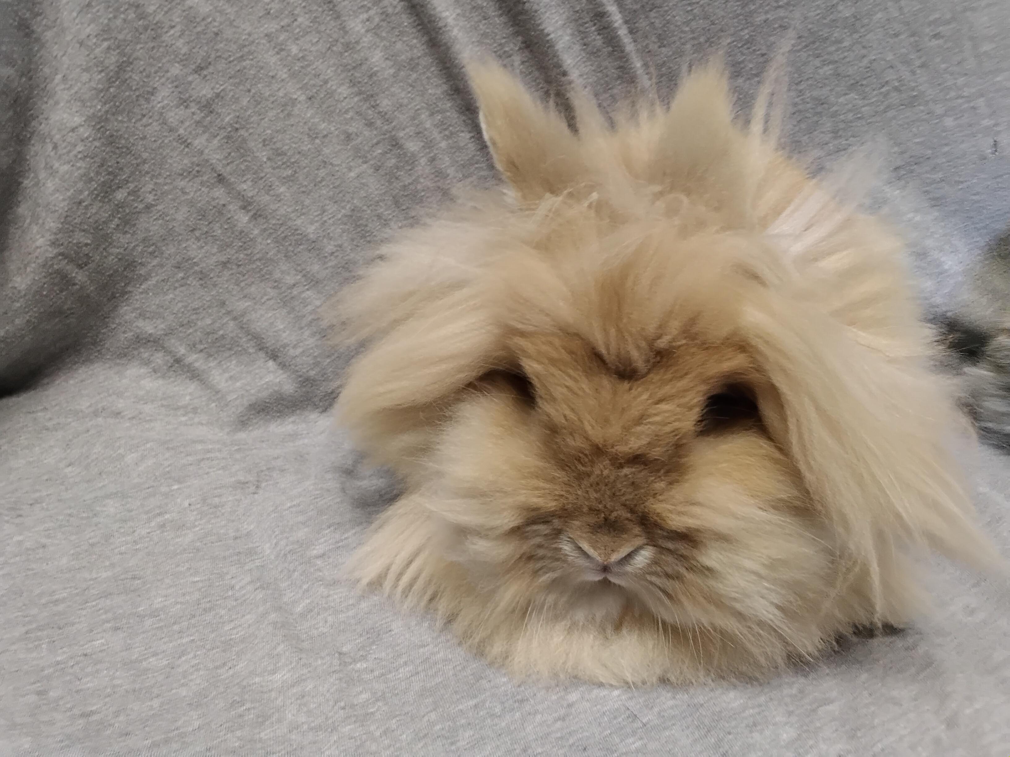 Allie bonded to Addie, Adopted, Adult Female Lionhead.