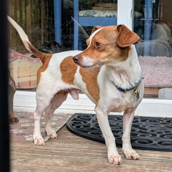 Rusty, Adoptable, Adult Male Chihuahua & Dachshund.