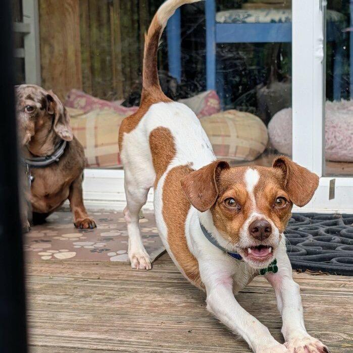 Enlarge Rusty, a Adoptable mixed breed in Festus, MO image 3/6