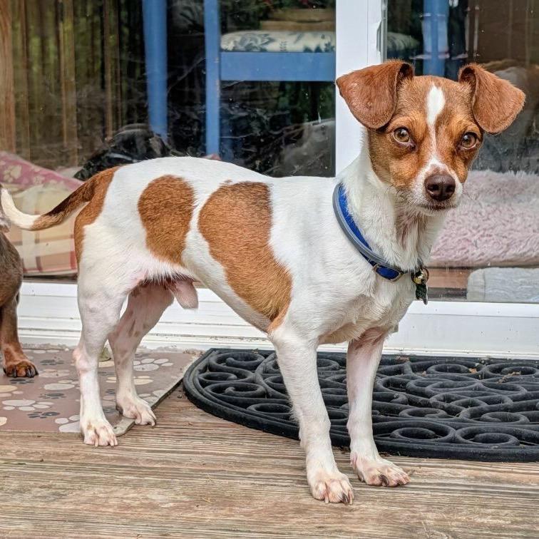 Enlarge Rusty, a Adoptable mixed breed in Festus, MO image 5/6