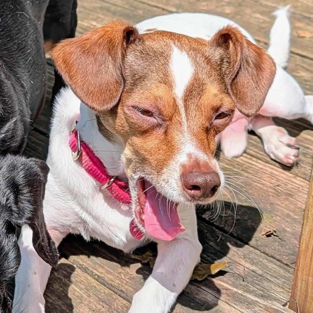 Enlarge Rusty, a Adoptable mixed breed in Festus, MO image 6/6