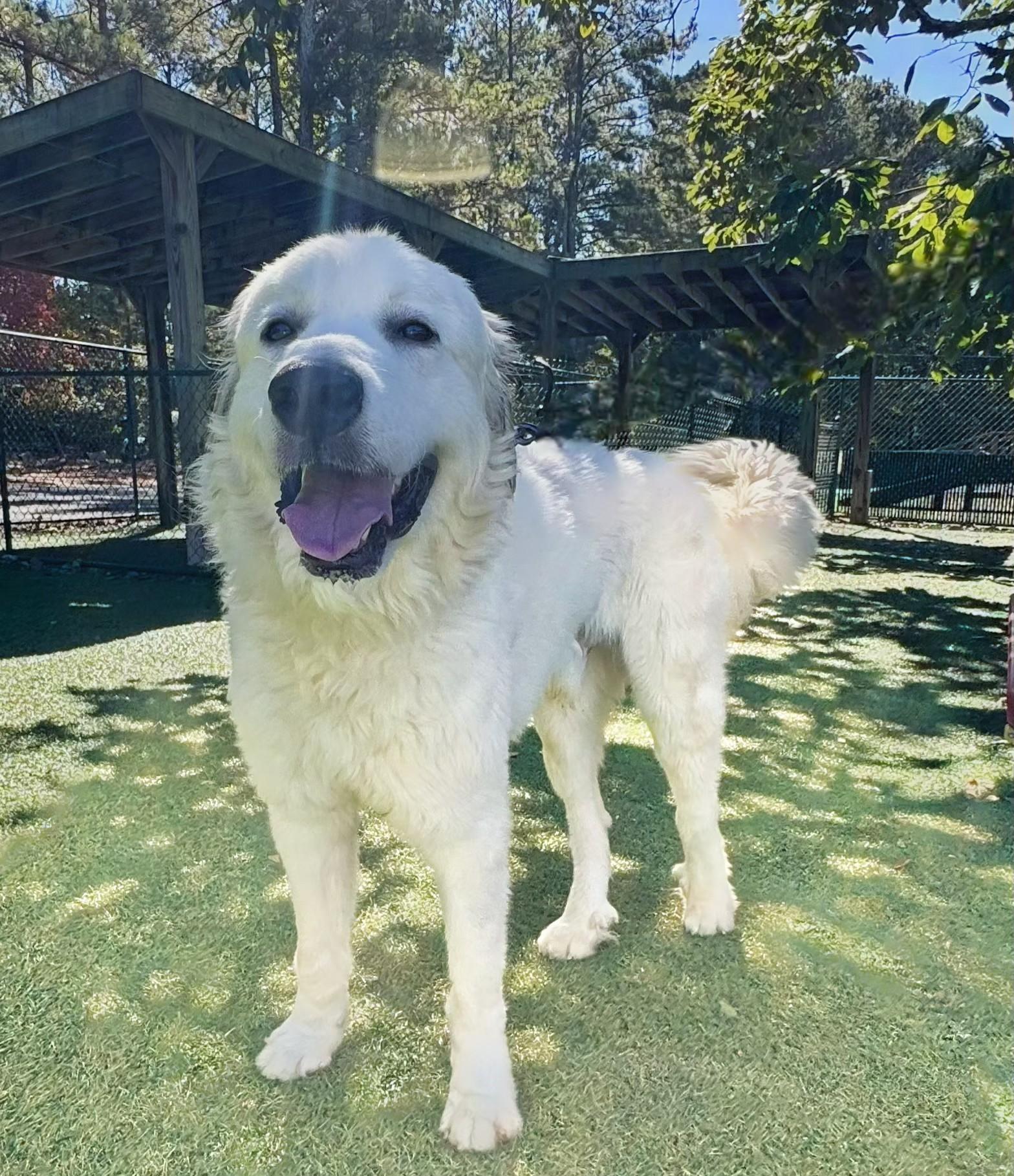 Lance, a Adoptable Great Pyrenees in Atlanta, GA image 4/4