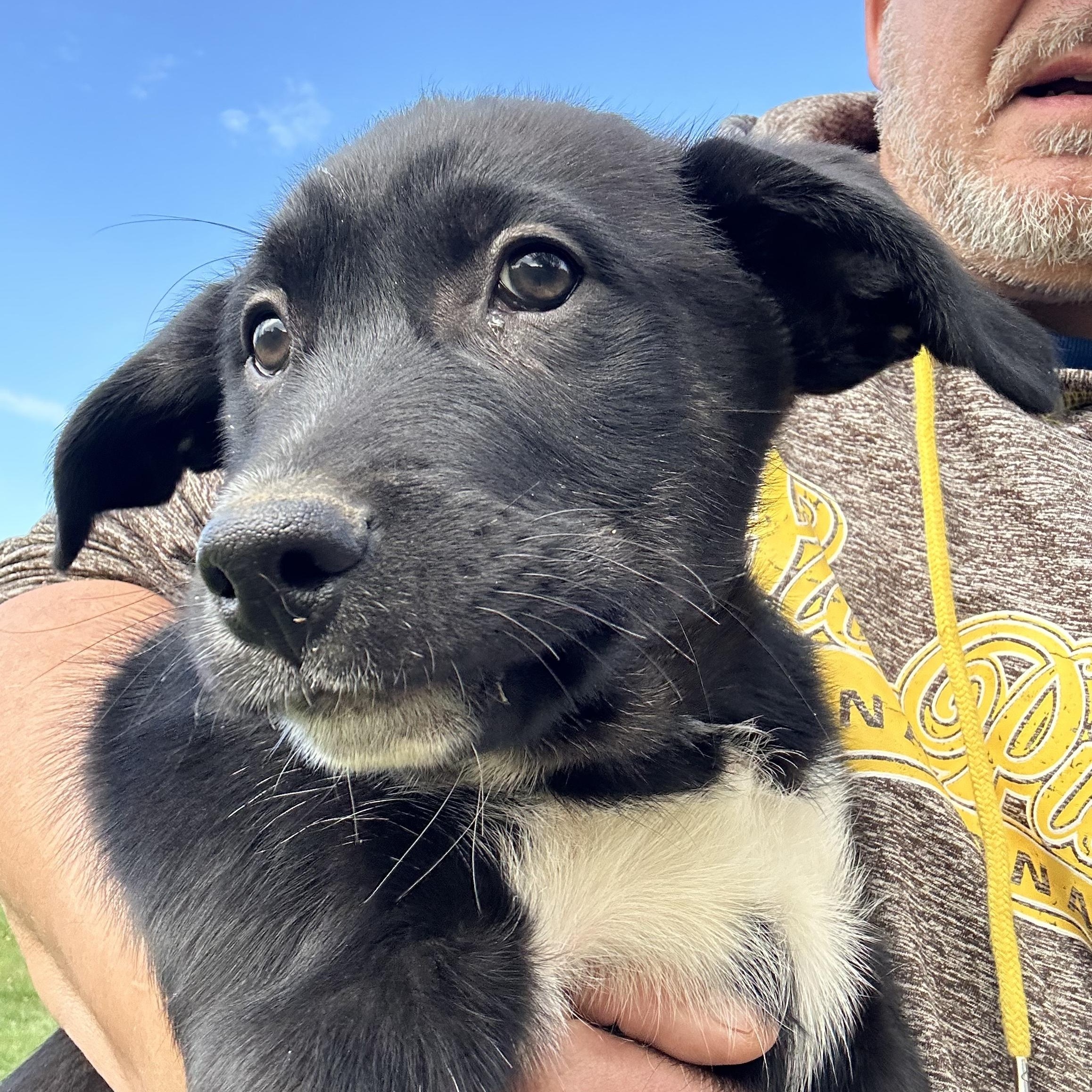 Coby, an adoptable German Shepherd Dog in Winnipeg, MB, R2C 3A4 | Photo Image 1