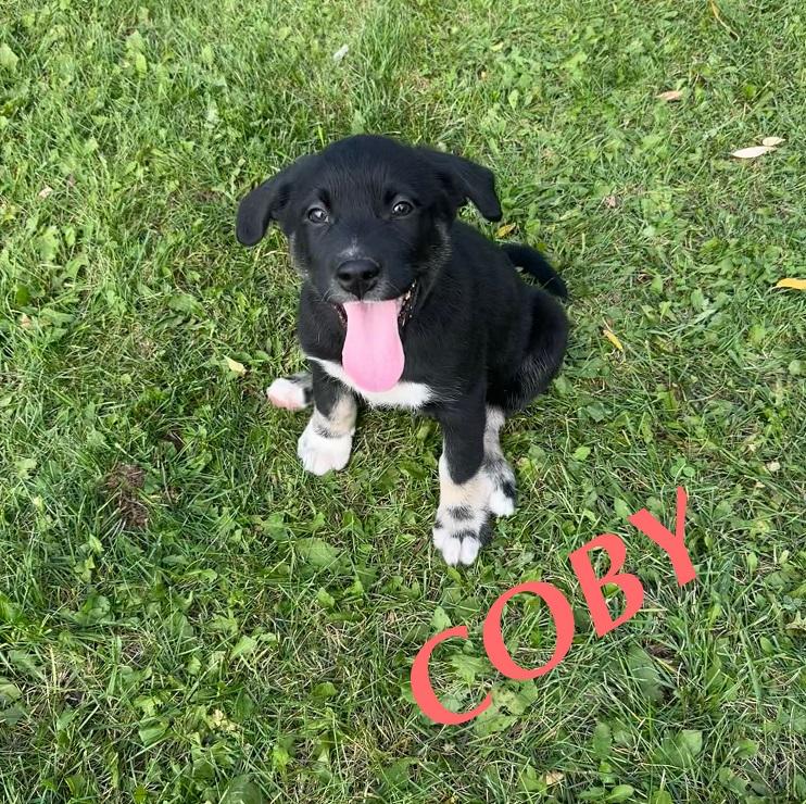 Coby, an adoptable German Shepherd Dog in Winnipeg, MB, R2C 3A4 | Photo Image 5