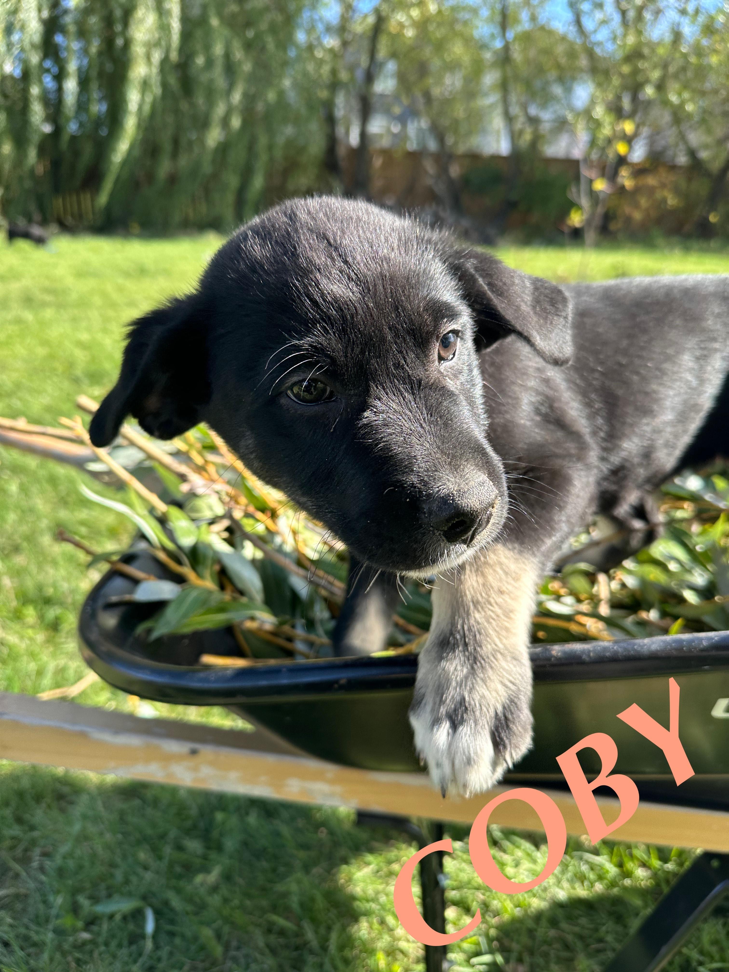 Coby, an adoptable German Shepherd Dog in Winnipeg, MB, R2C 3A4 | Photo Image 6