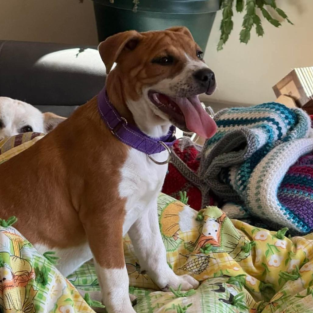 Enlarge Guppy, a Adoptable Pit Bull Terrier in Brainerd, MN image 1/6