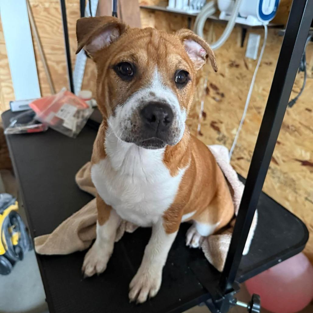 Enlarge Guppy, a Adoptable Pit Bull Terrier in Brainerd, MN image 2/6