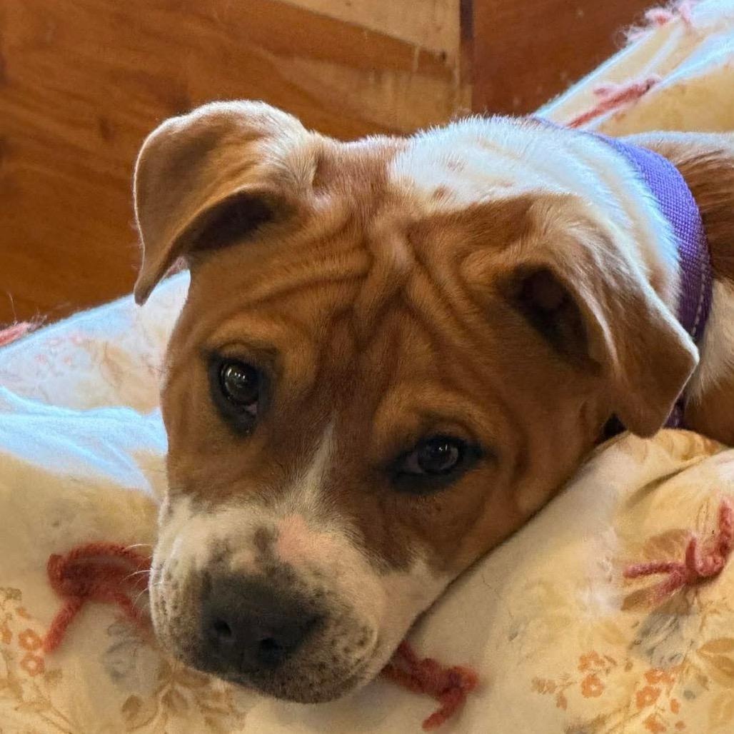 Enlarge Guppy, a Adoptable Pit Bull Terrier in Brainerd, MN image 3/6