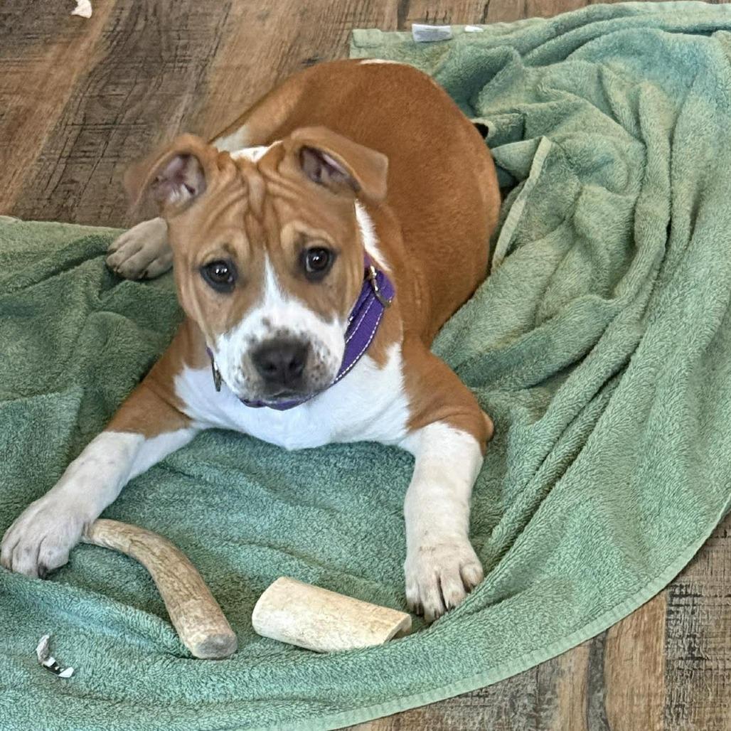 Guppy, a Adoptable Pit Bull Terrier in Brainerd, MN image 3/6