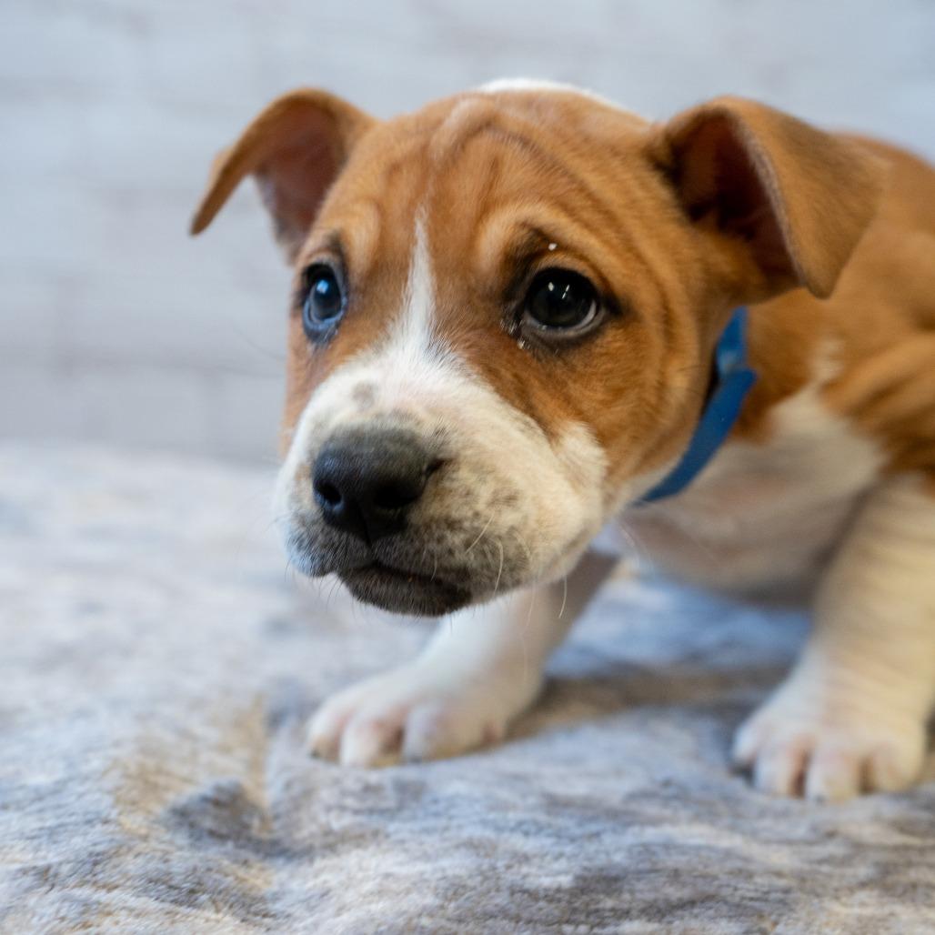 Guppy, Adoptable, Puppy Female Pit Bull Terrier.