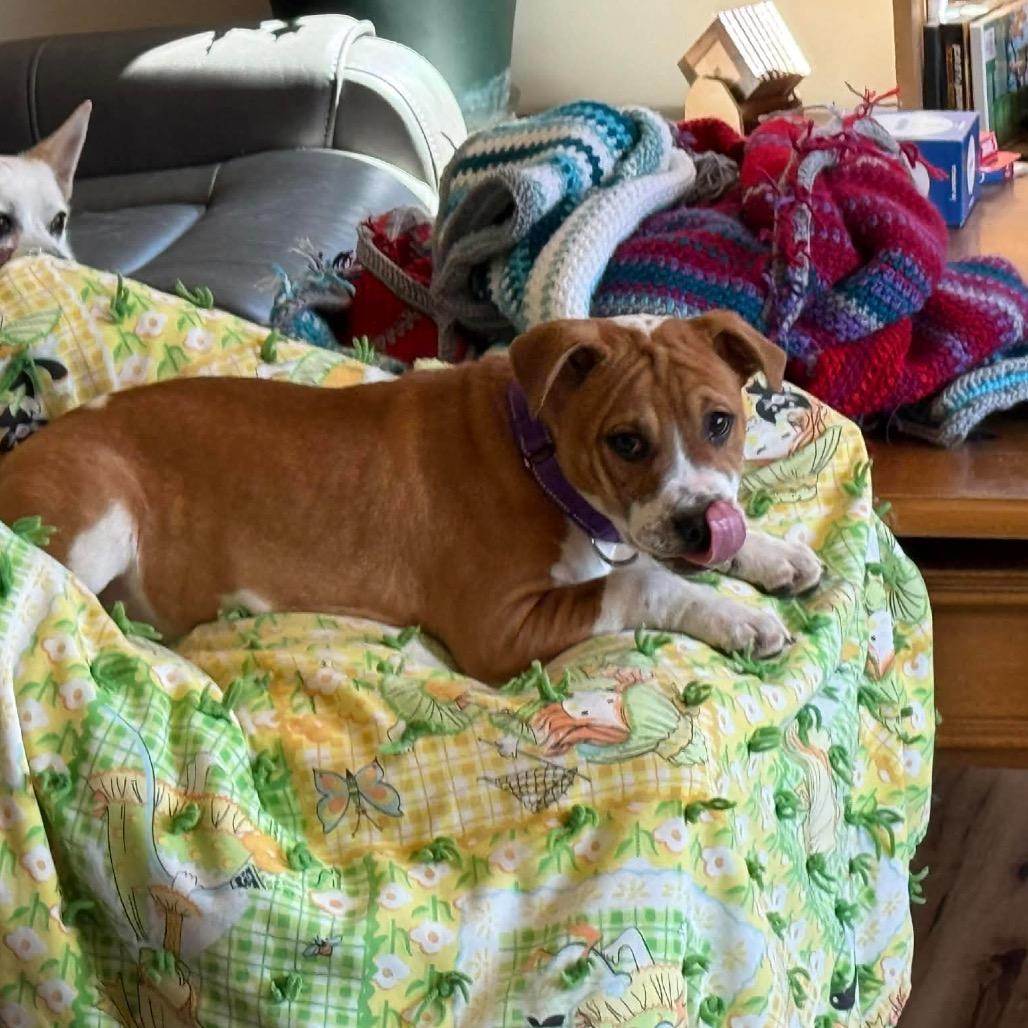 Enlarge Guppy, a Adoptable Pit Bull Terrier in Brainerd, MN image 5/6