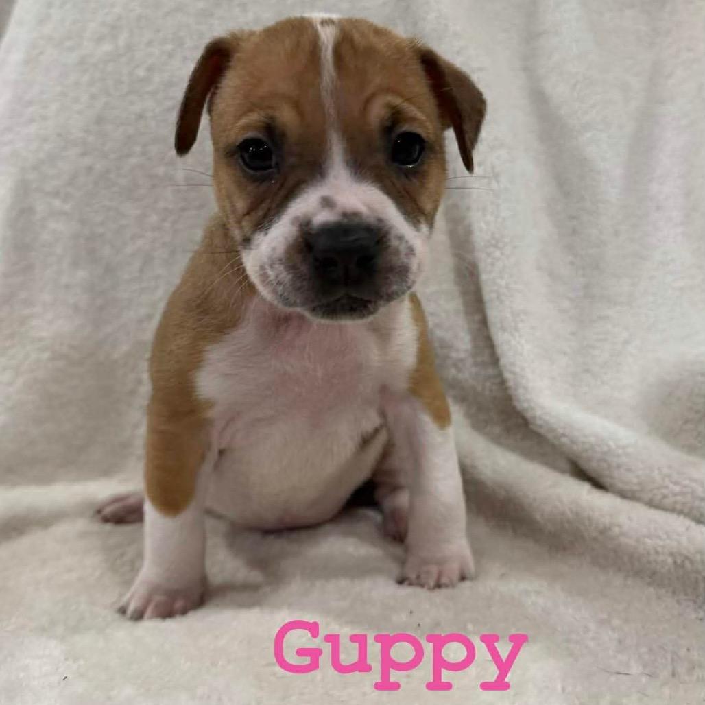 Guppy, Adoptable, Puppy Female Pit Bull Terrier.