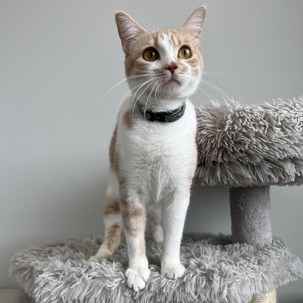Enlarge Chloe, a Adoptable Domestic Short Hair in North Battleford, SK image 1/6