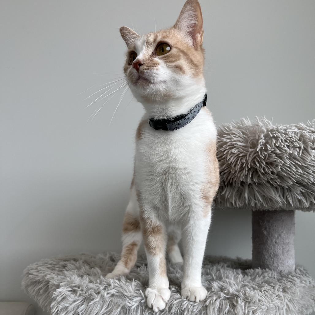 Enlarge Chloe, a Adoptable Domestic Short Hair in North Battleford, SK image 2/6