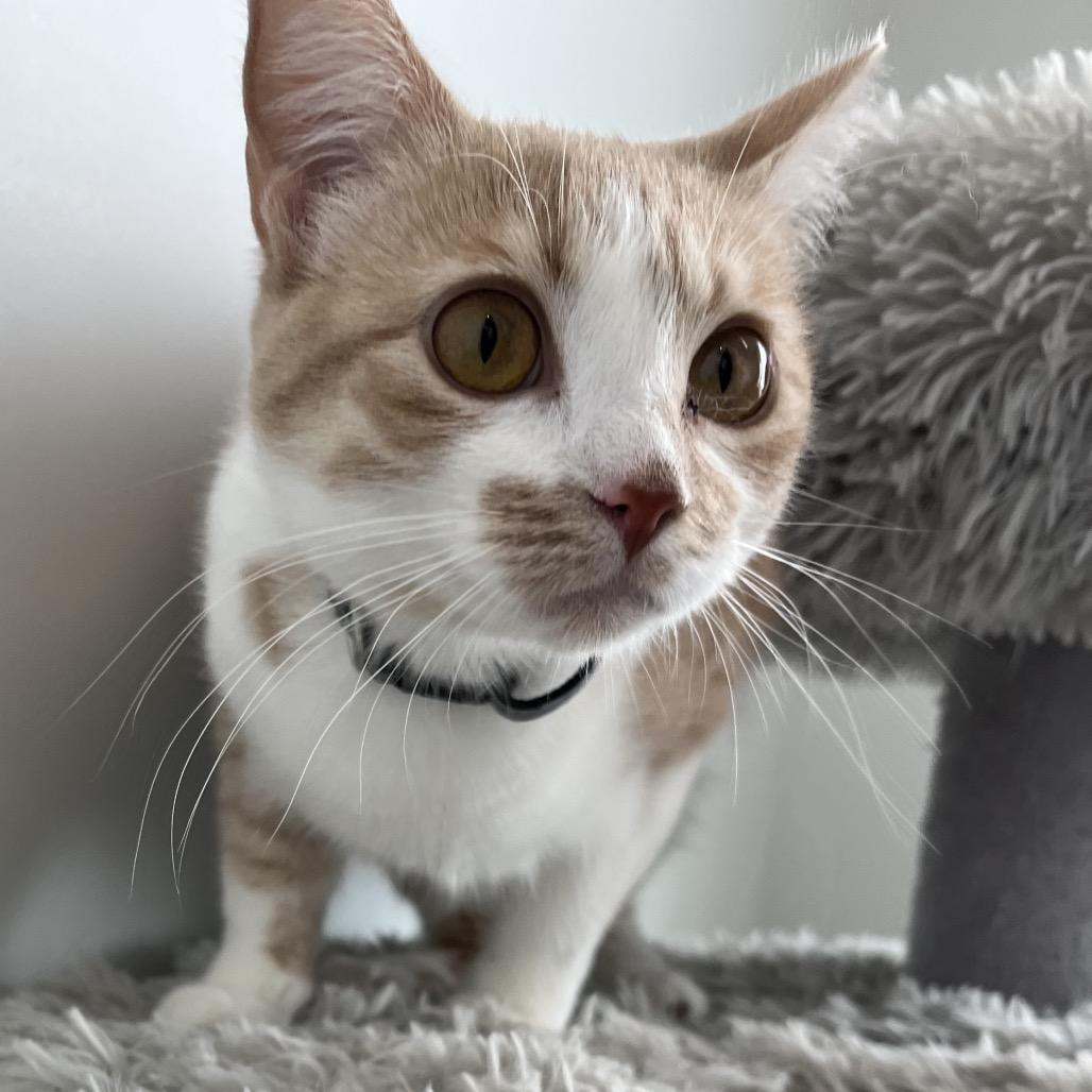 Enlarge Chloe, a Adoptable Domestic Short Hair in North Battleford, SK image 3/6