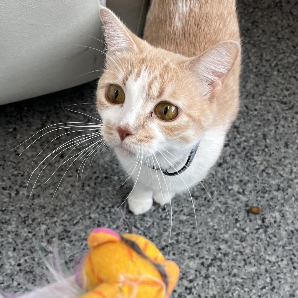 Enlarge Chloe, a Adoptable Domestic Short Hair in North Battleford, SK image 4/6