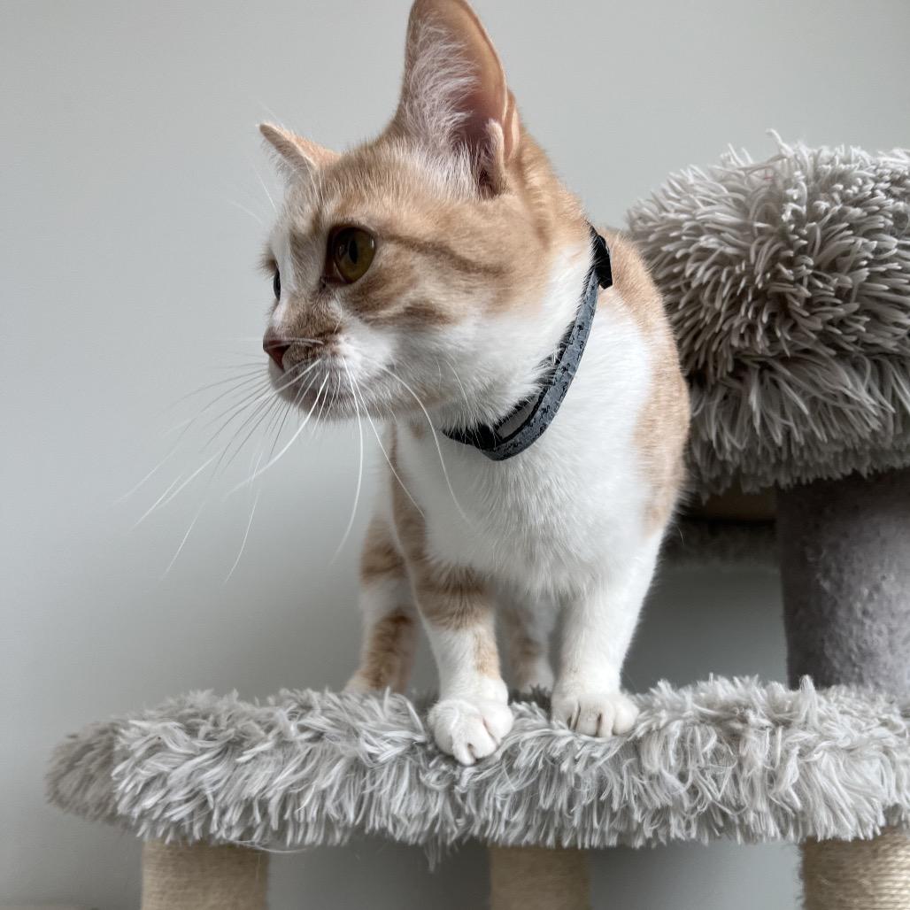 Enlarge Chloe, a Adoptable Domestic Short Hair in North Battleford, SK image 6/6