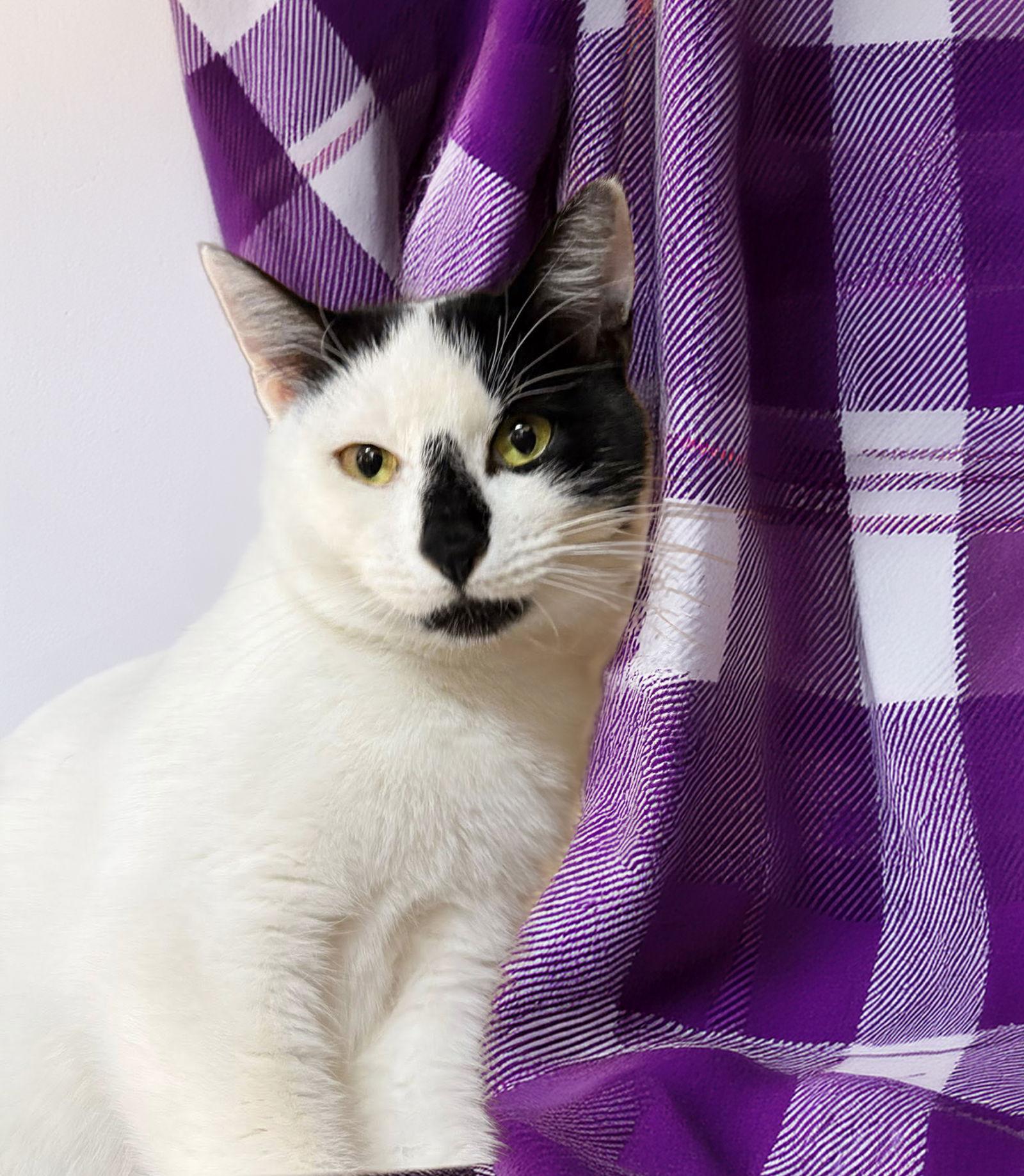 Enlarge Harper, a Adoptable Domestic Short Hair in Coatesville, PA image 1/3