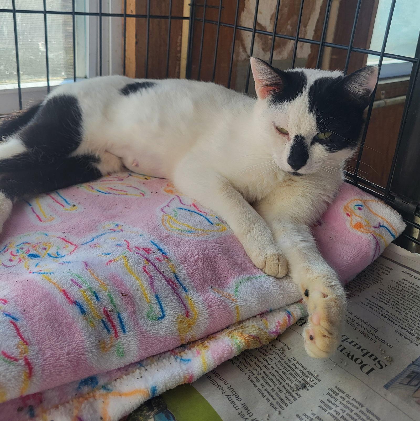 Harper, Adoptable, Young Female Domestic Short Hair.