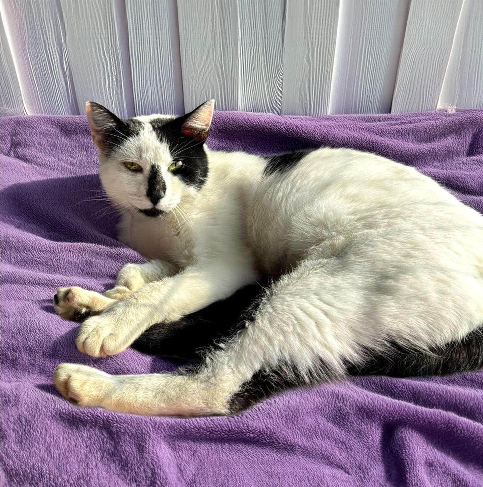 Harper, Adoptable, Young Female Domestic Short Hair.