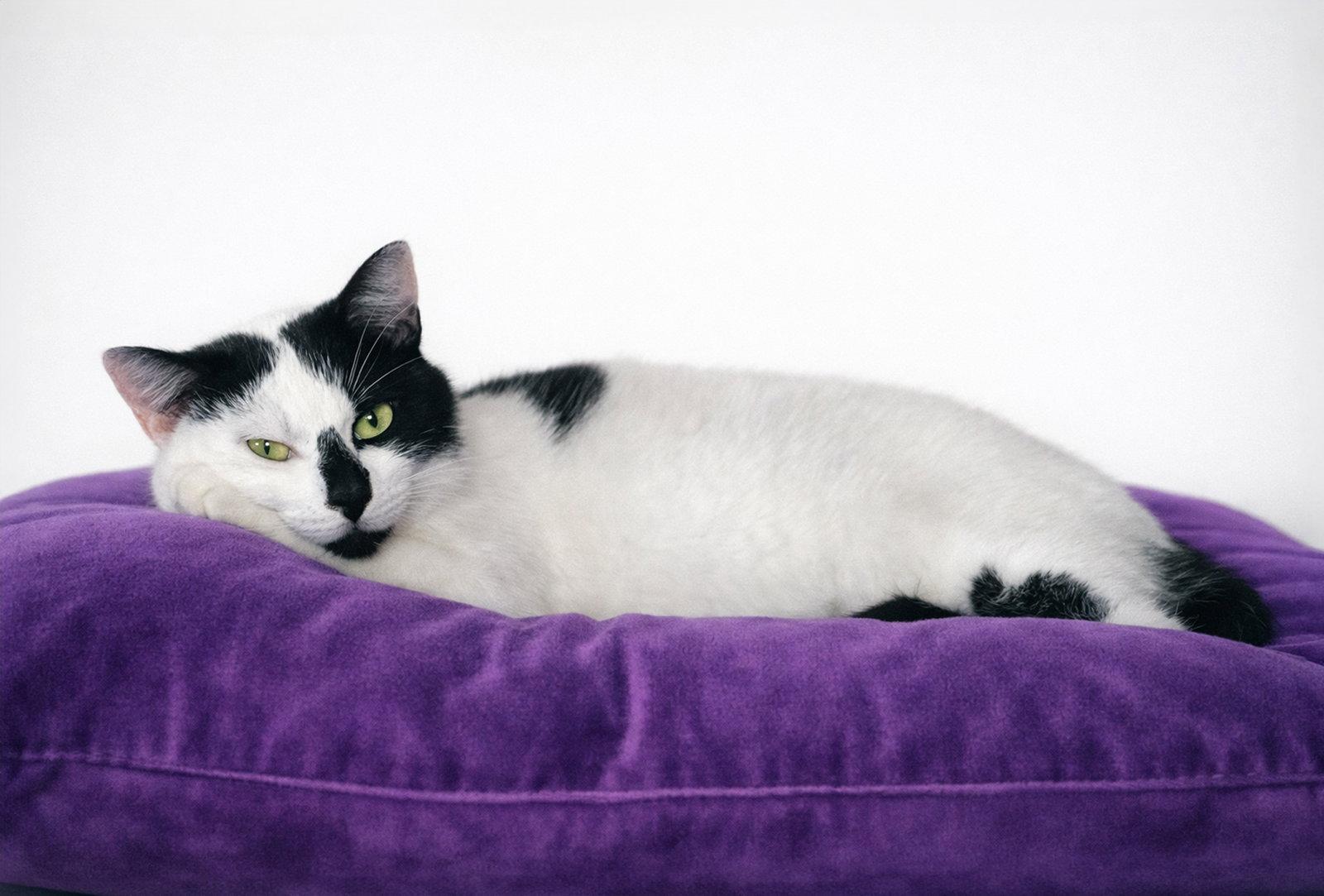 Harper, Adoptable, Young Female Domestic Short Hair.