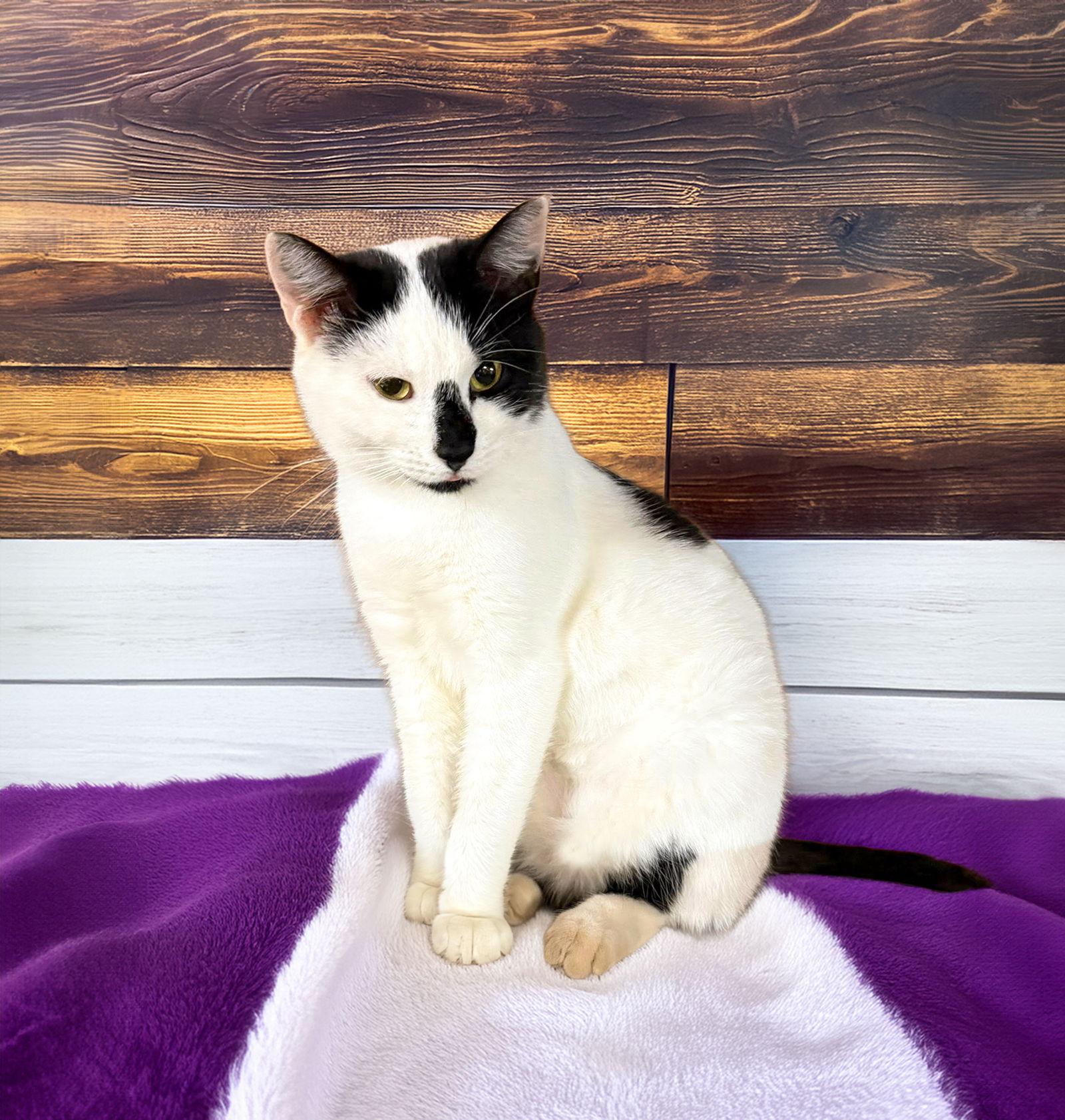 Enlarge Harper, a Adoptable Domestic Short Hair in Coatesville, PA image 2/3