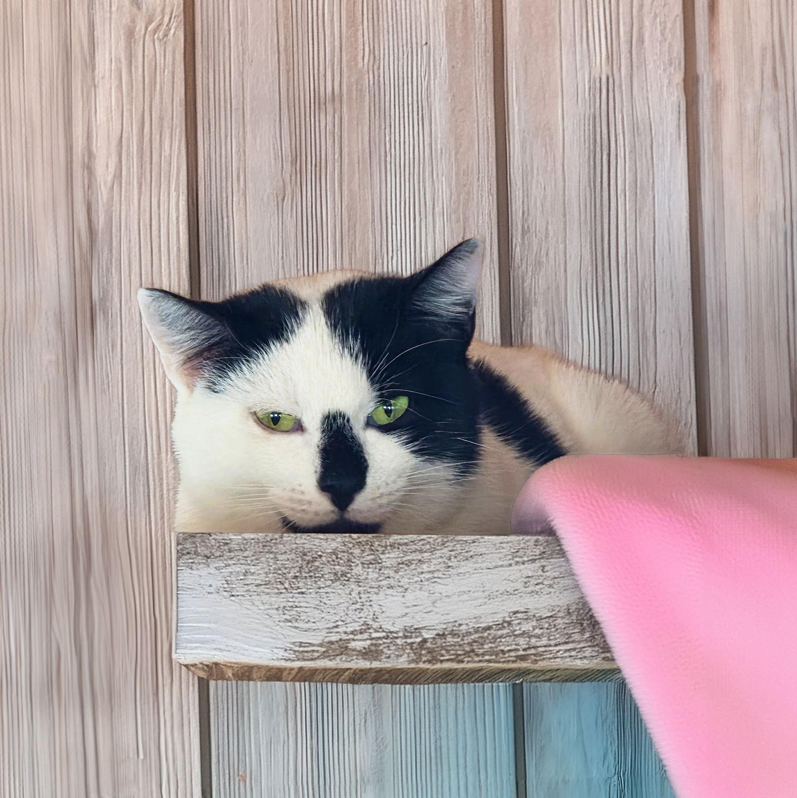 Enlarge Harper, a Adoptable Domestic Short Hair in Coatesville, PA image 3/3